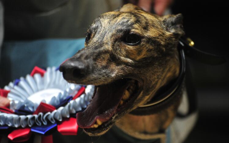 Churchfield Syd - 2023 Premier Greyhound Racing Kent Derby champion