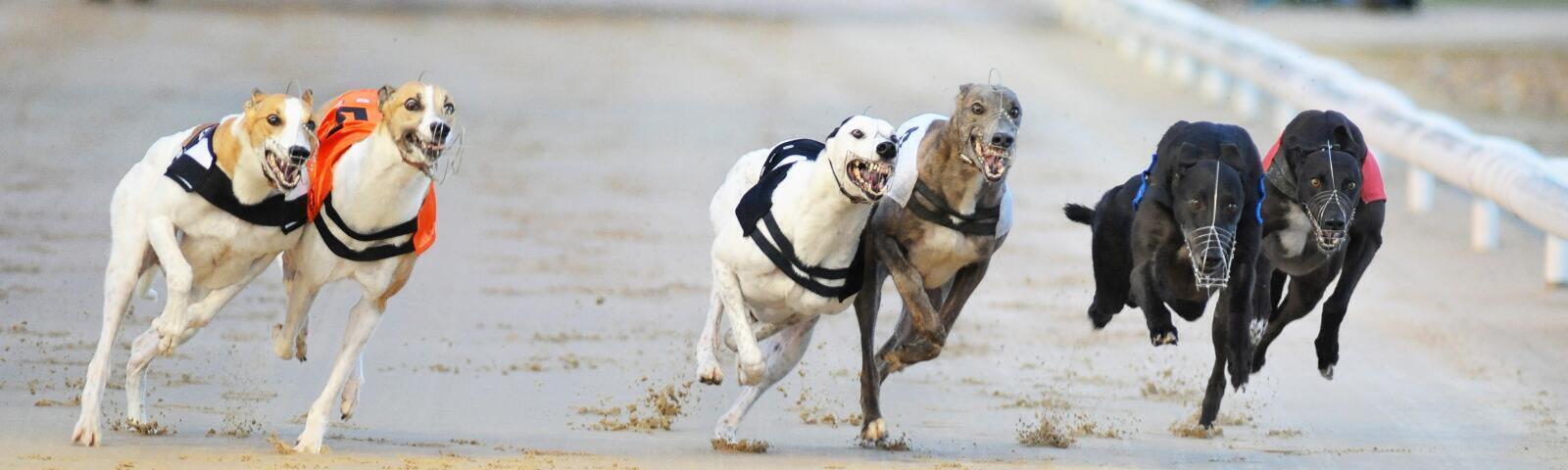 Greyhound dogs mid race.